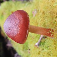 Lone Fungi Kermandie Falls - Susan Gardner